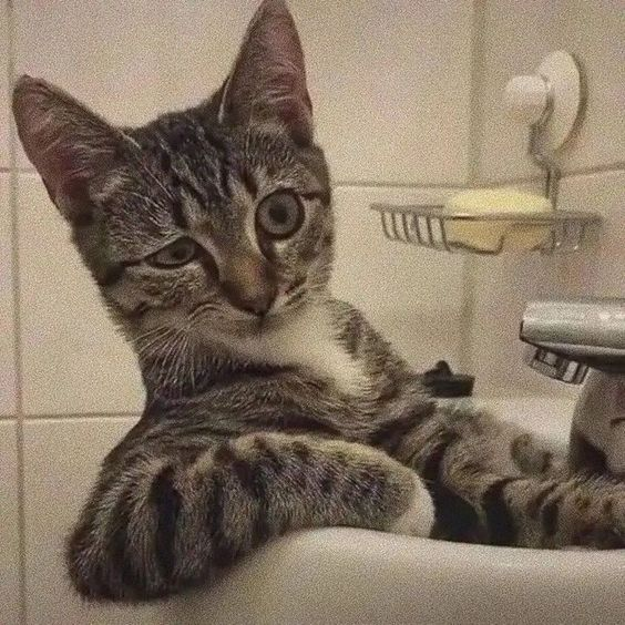 _whostrans's tweet photo. @yushichuuu i will make an twt acc 4 cats https://t.co/bYxEqAt5ts