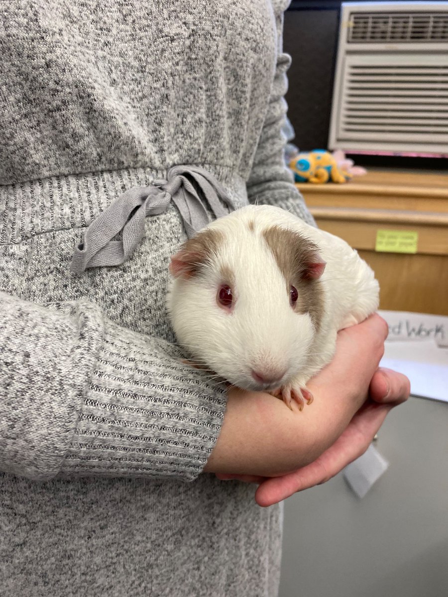 CaedmonFourth's tweet photo. Welcome to the fourth grade family, Dorito! #CaedmonGrade4 #classroompets #guineapigs https://t.co/awCKHWhD2o