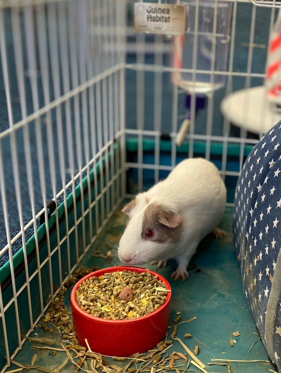 CaedmonFourth's tweet photo. Welcome to the fourth grade family, Dorito! #CaedmonGrade4 #classroompets #guineapigs https://t.co/awCKHWhD2o