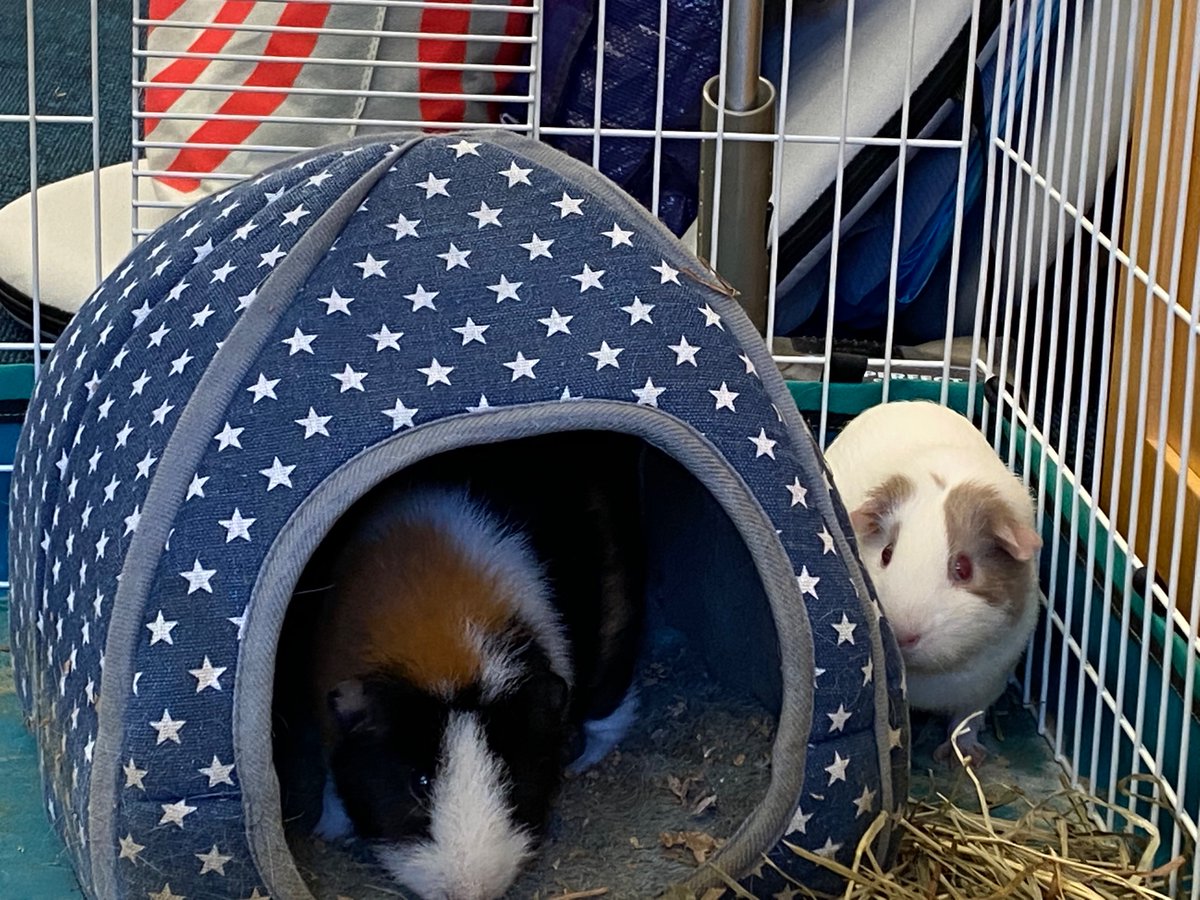 CaedmonFourth's tweet photo. Welcome to the fourth grade family, Dorito! #CaedmonGrade4 #classroompets #guineapigs https://t.co/awCKHWhD2o