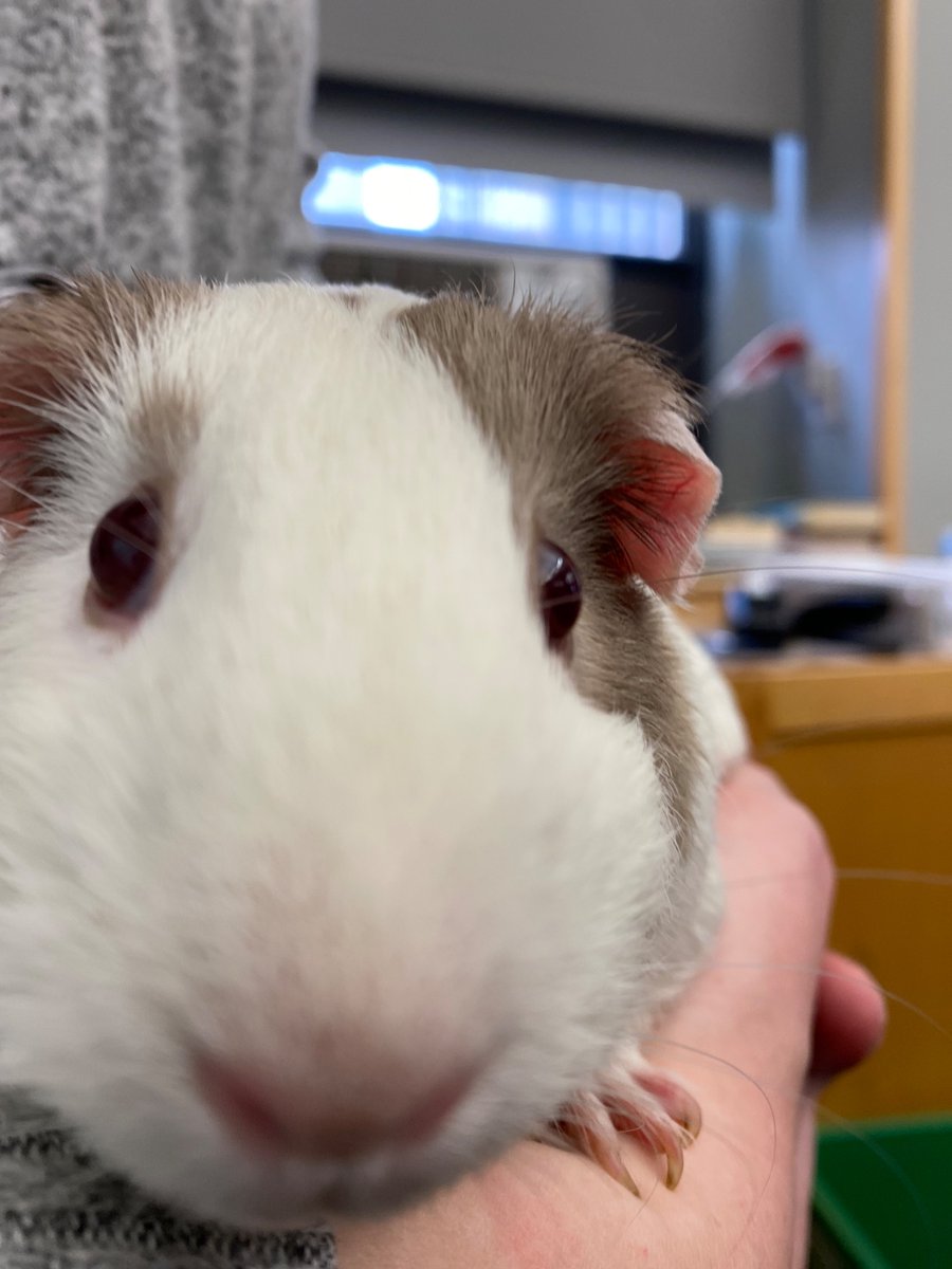 CaedmonFourth's tweet photo. Welcome to the fourth grade family, Dorito! #CaedmonGrade4 #classroompets #guineapigs https://t.co/awCKHWhD2o