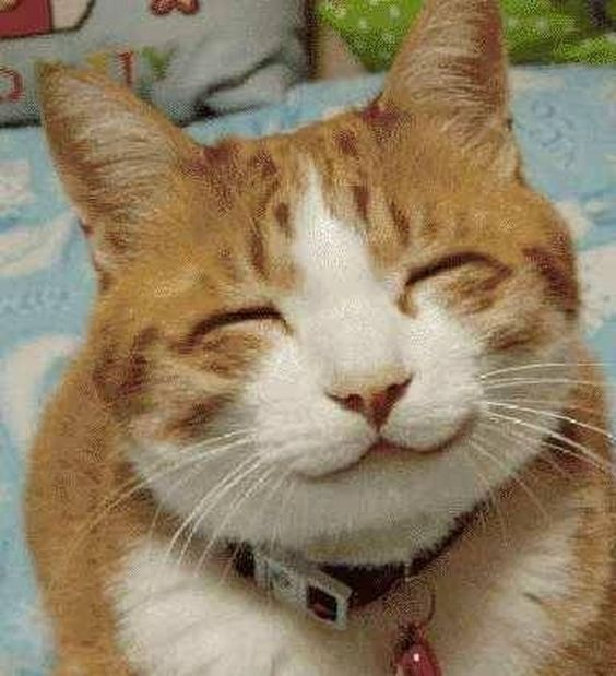 _whostrans's tweet photo. @yushichuuu i will make an twt acc 4 cats https://t.co/bYxEqAt5ts