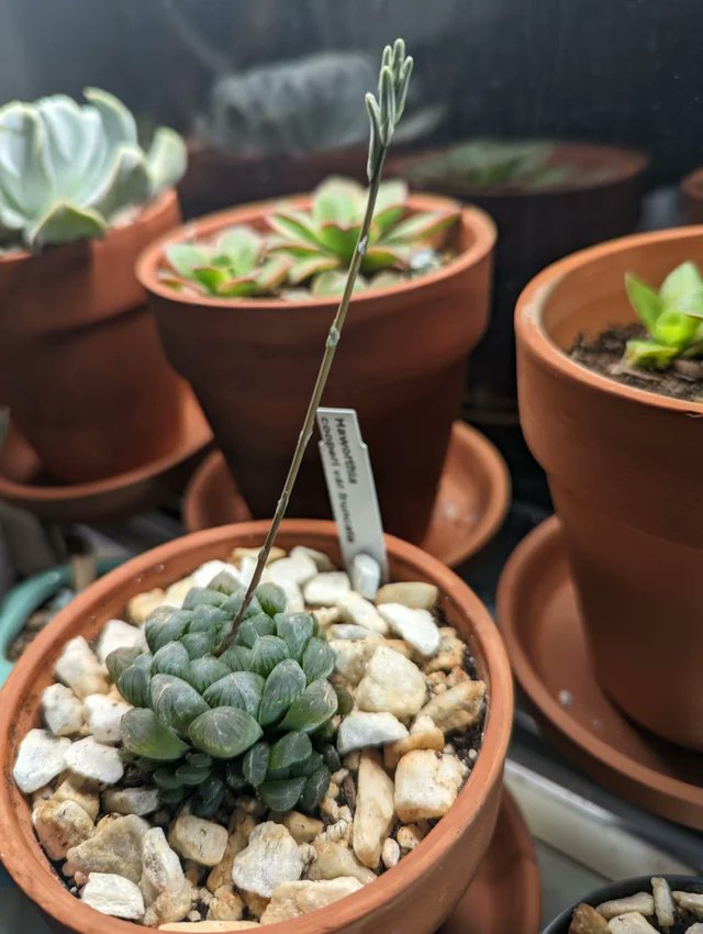 stunning flowering haworthia
#planttwitter #plants #gardening #gardeningtwitter #succulent #haworthia #haworthias