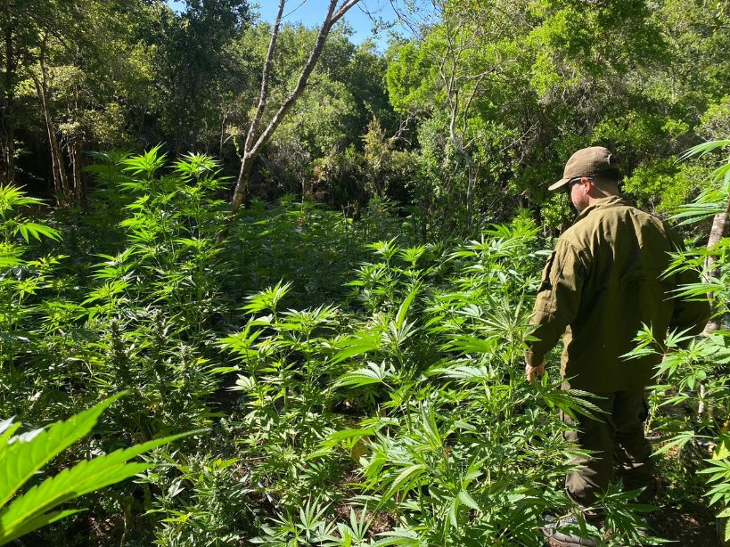 Carab_Maule's tweet image. #SANCLEMENTE: Carabineros de la Sección #OS7 #Talca en un trabajo coordinado con el Ministerio Público, encontró en el sector #RincónDeLosMuñoces, 1.258 plantas de Cannabis Sativa en proceso de crecimiento y, 2 kilos 785 gramos de marihuana elaborada. #OrdenyPatria