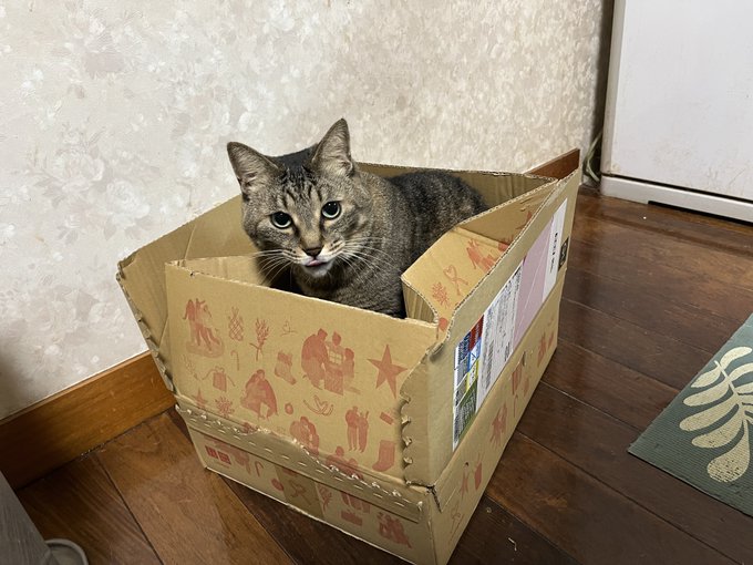 東京に帰ってきて仕事してます。実家猫たちとの暮らしよさらば…。 