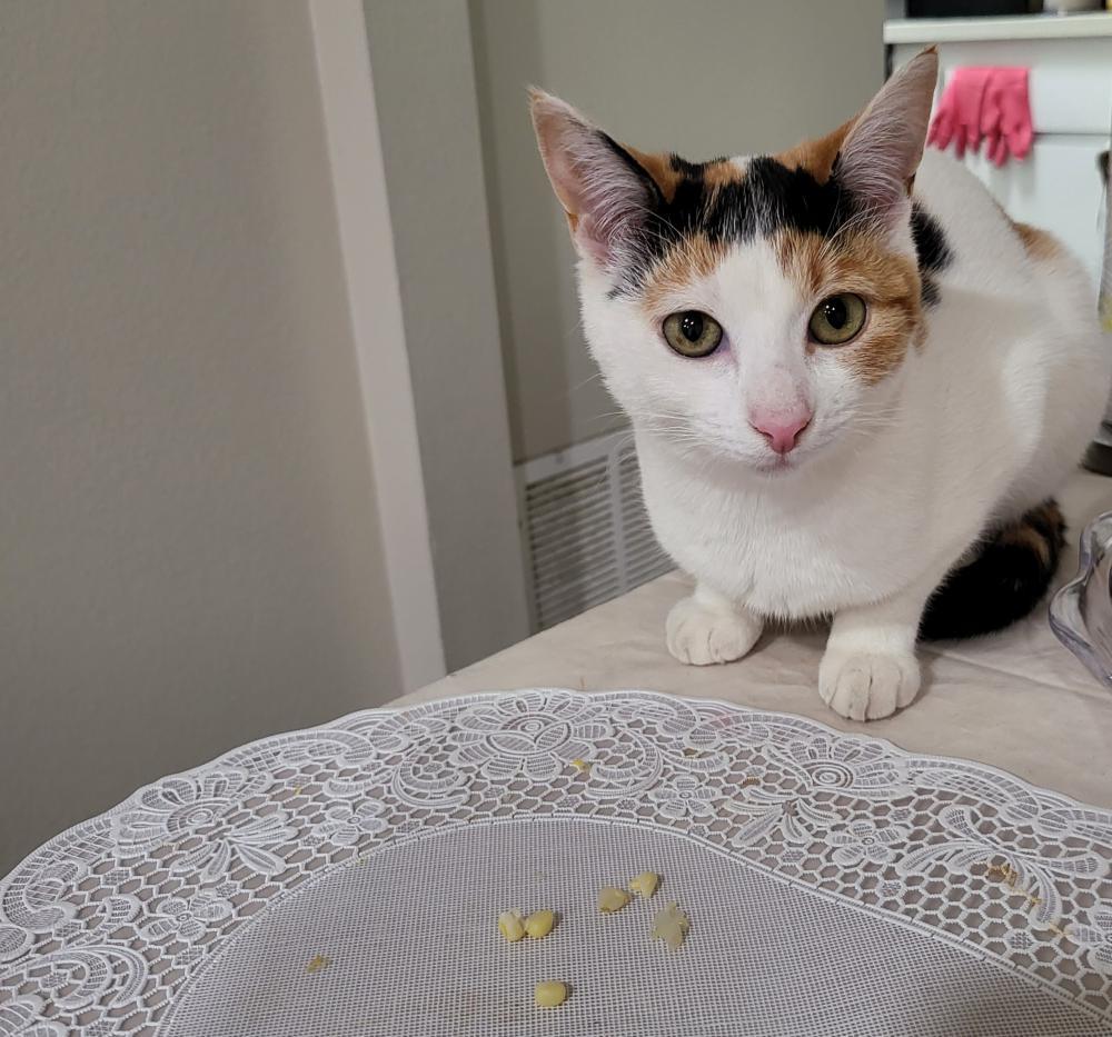 Lost Cat alert in Banning, CA. Lost Multi/White Cat on 12/28. She is 6 month old and very active kitty. She loves to play all the time. Any info go 2 lostmykitty.com/details.cfm?pe…
