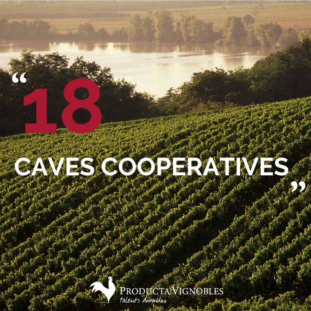 ProductaVign_'s tweet photo. LE SAVIEZ-VOUS | Producta Vignobles est une union de 𝟏𝟖 𝐜𝐨𝐨𝐩é𝐫𝐚𝐭𝐢𝐯𝐞𝐬 qui commercialise des vins de marques et des châteaux, issus des 5 terroirs de la région de Bordeaux et de Bergerac-Duras 🍇 https://t.co/935jvgtjxN