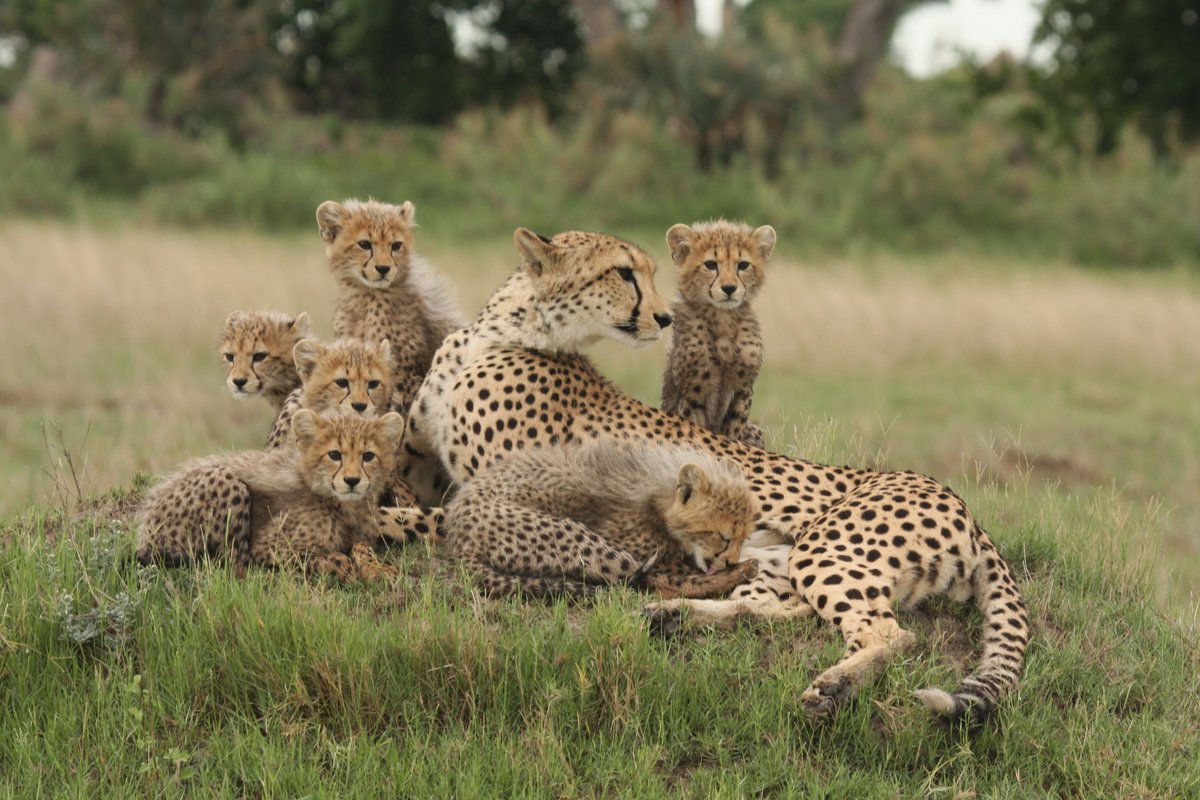 WeAreWilderness's tweet photo. Discover nature at its best and come face to face with the #wild at its most raw, like this gorgeous mother and her six cubs hunting in the #OkavangoDelta. A favourite of guests at #WildernessChitabe. Visit the Delta with #Wilderness: https://t.co/683Uxv9FAM

#WeAreWilderness https://t.co/XkAVlnviwP