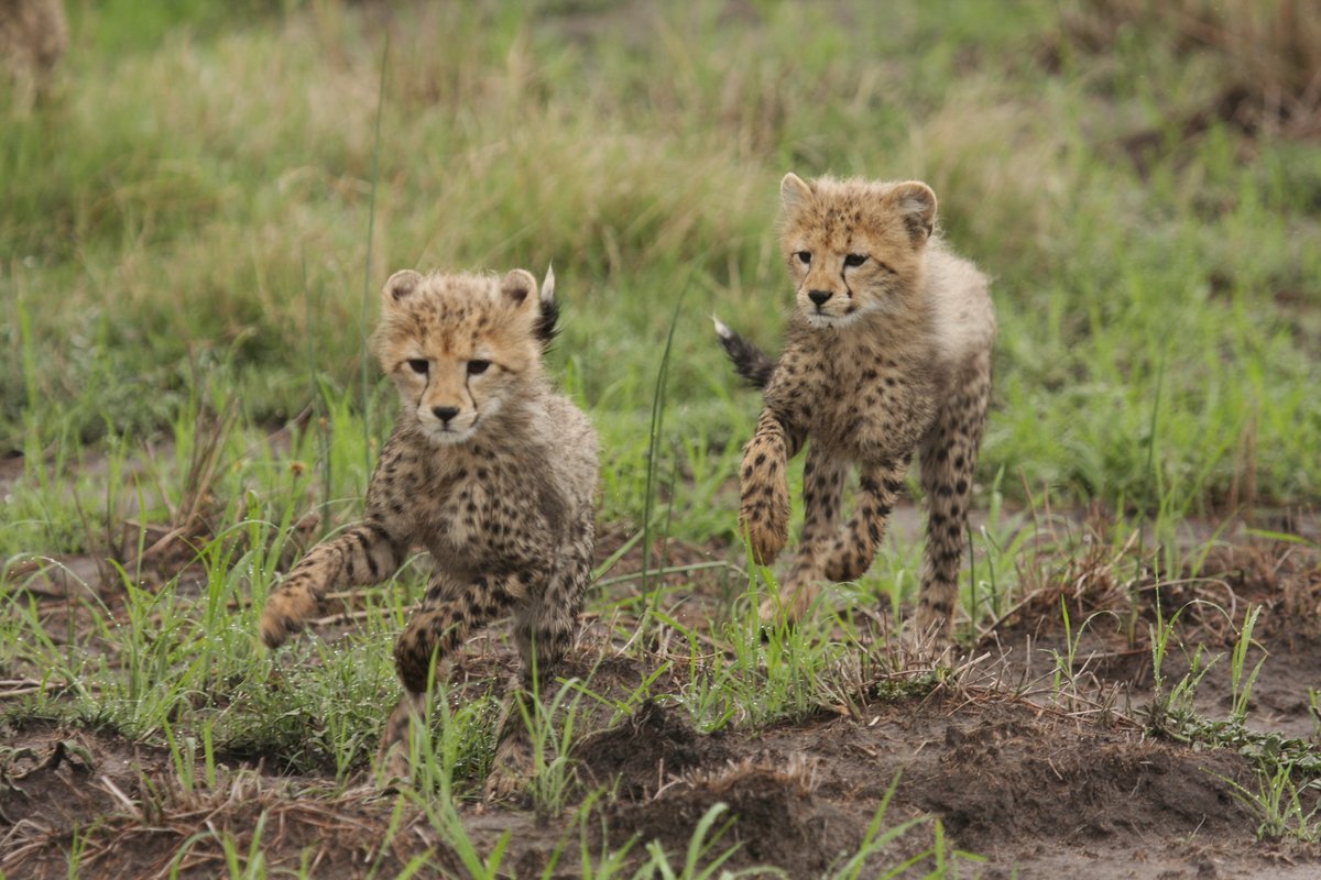 WeAreWilderness's tweet photo. Discover nature at its best and come face to face with the #wild at its most raw, like this gorgeous mother and her six cubs hunting in the #OkavangoDelta. A favourite of guests at #WildernessChitabe. Visit the Delta with #Wilderness: https://t.co/683Uxv9FAM

#WeAreWilderness https://t.co/XkAVlnviwP