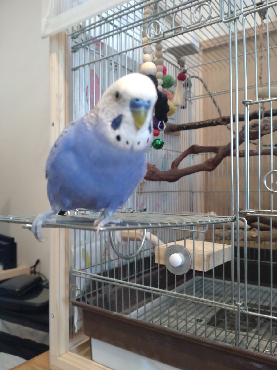 chie☆button様♡専用ページ セキセイインコ 涼やかbottle www
