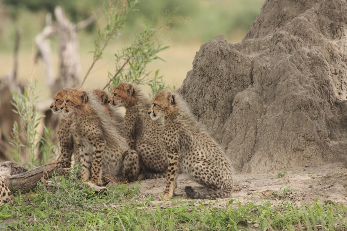 Discover nature at its best and come face to face with the #wild at its most raw, like this gorgeous mother and her six cubs hunting in the #OkavangoDelta. A favourite of guests at #WildernessChitabe. Visit the Delta with #Wilderness: bit.ly/3i9QkFn

#WeAreWilderness