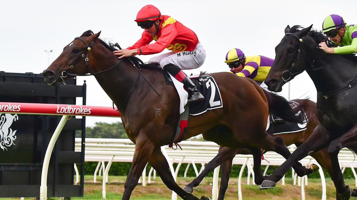 BestBloodstock's tweet photo. Beast Mode 🐺 took his record to 3:3-0-0 🥇🥇🥇 after another lovely performance at Eagle Farm on Wednesday. 

He will now have a few weeks off to refresh for a crack at the $500,000 3YO QTIS Jewel on March 18 ❤️💛 https://t.co/J7V0abp5LN