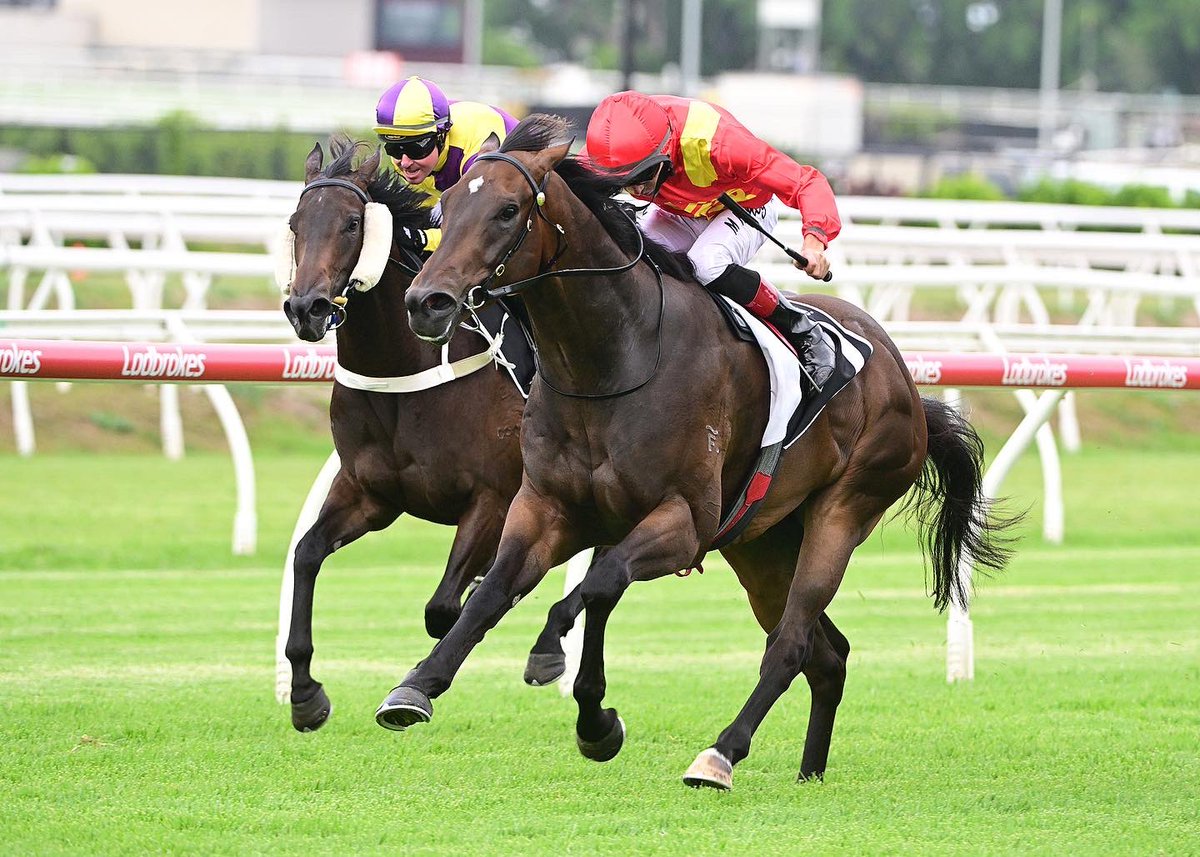 BestBloodstock's tweet photo. Beast Mode 🐺 took his record to 3:3-0-0 🥇🥇🥇 after another lovely performance at Eagle Farm on Wednesday. 

He will now have a few weeks off to refresh for a crack at the $500,000 3YO QTIS Jewel on March 18 ❤️💛 https://t.co/J7V0abp5LN