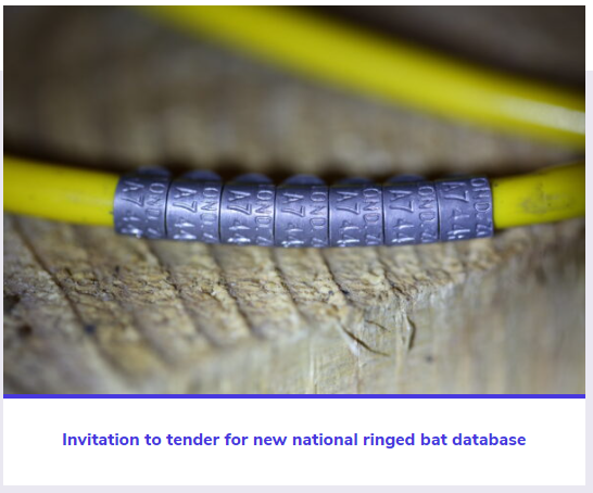 _BCT_'s tweet photo. - Invitation to tender for a new national ringed bat database. The deadline for receipt of tenders is 10 am on 23rd January. More information: https://t.co/XgTMl66sVy https://t.co/kIexdr6aun
