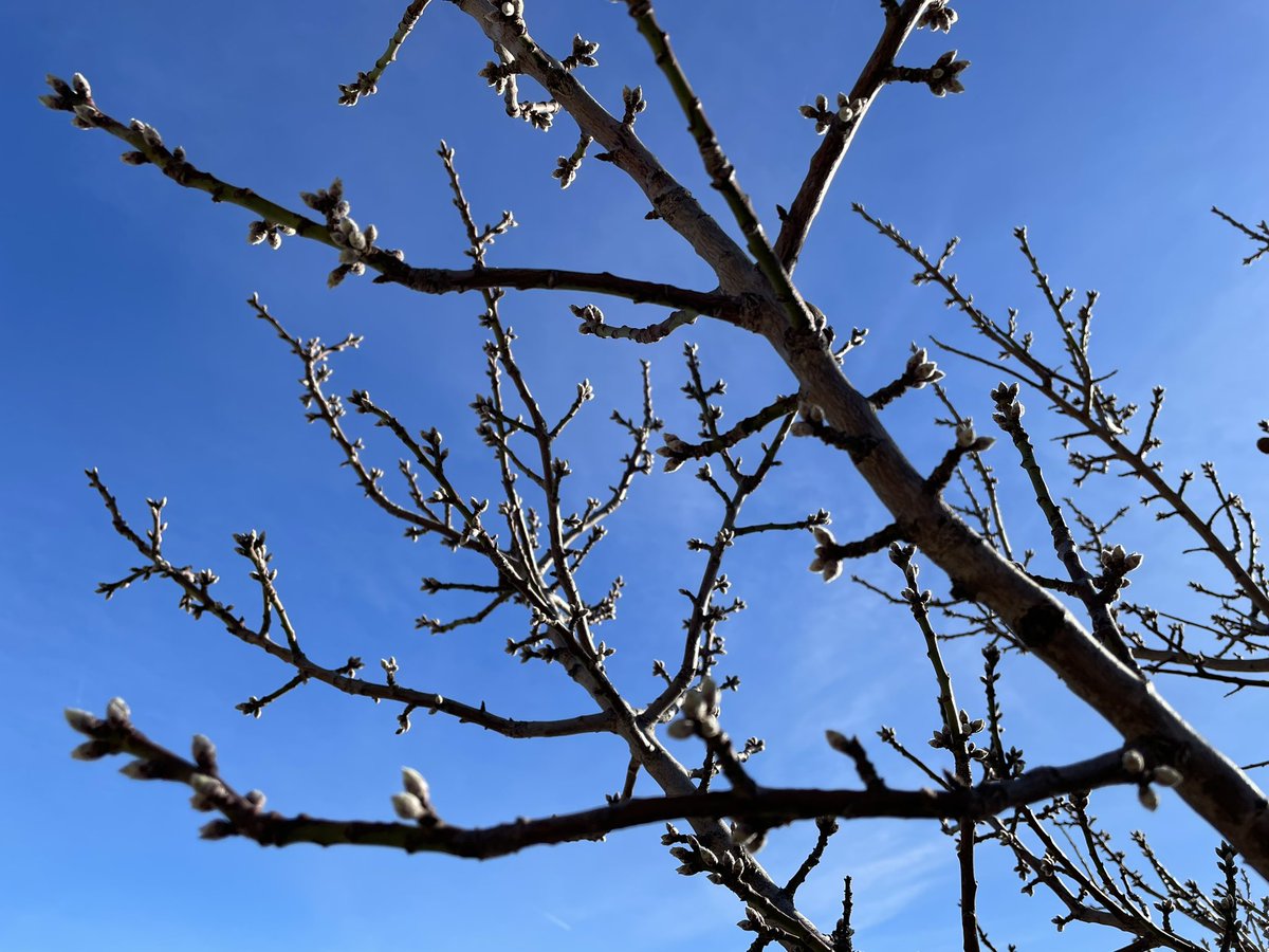 linodan1's tweet photo. Inizio di primavera??? Calascio, 1200 mt slm, 5 gennaio. #climaimpazzito https://t.co/2bJLA3uiqj