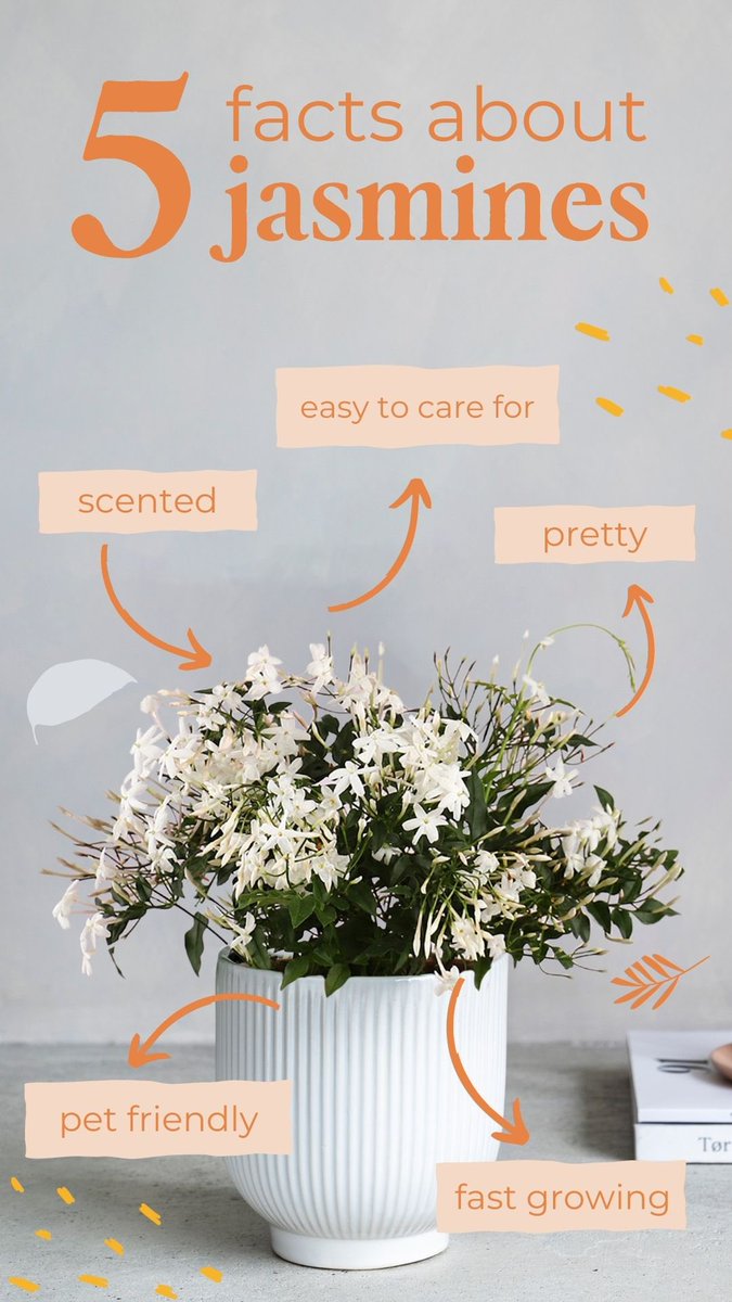 Beards & Daisies tweet media