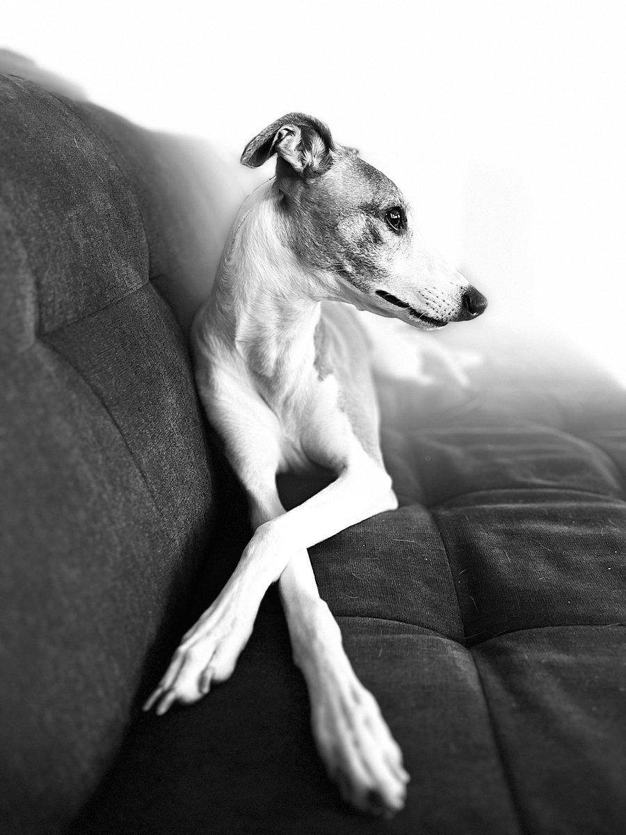 CoraTheWhippet's tweet photo. Pondering: What am I thinking? 
#whippet #dogs #dogsoftwitter #hounds #photograph  #photo https://t.co/lAyorjz9pK