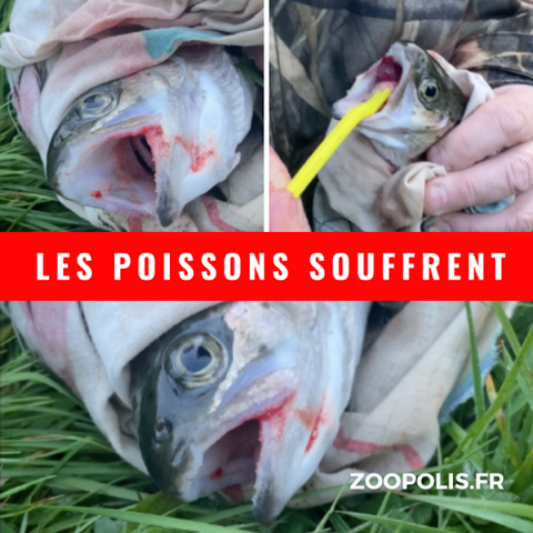 paz_zoopolis's tweet image. 📩Nous avons reçu une réponse à peine croyable de la Mairie de #Lunion @VilleUnion (31).
▶️Elle se cache derrière la compétence de l’Etat alors que le lac est MUNICIPAL !
▶️On apprend que « l’association {de pêche}, par sa pratique, ne cause pas de souffrance aux poissons » 😵‍💫