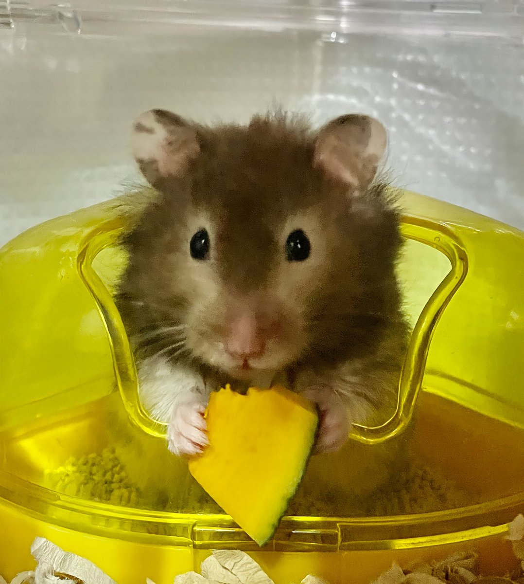 冬といえば南瓜🎃❕
おいしそうにモグモグたべてくれました、ポテちゃんの好きな物たくさん見つけていきたい(՞•֊•՞)

#ハムスターのいる生活 
#ハムスター好きと繋がりたい 
#ハムスター