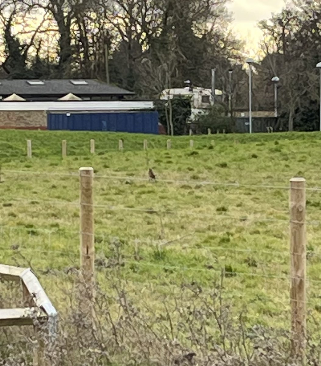 A respectable 33 species at Headstone Manor Park this morning, including Kingfisher, male Stonechat (check out the quality pic!) Peregrine and two Little Egrets. #londonbirds