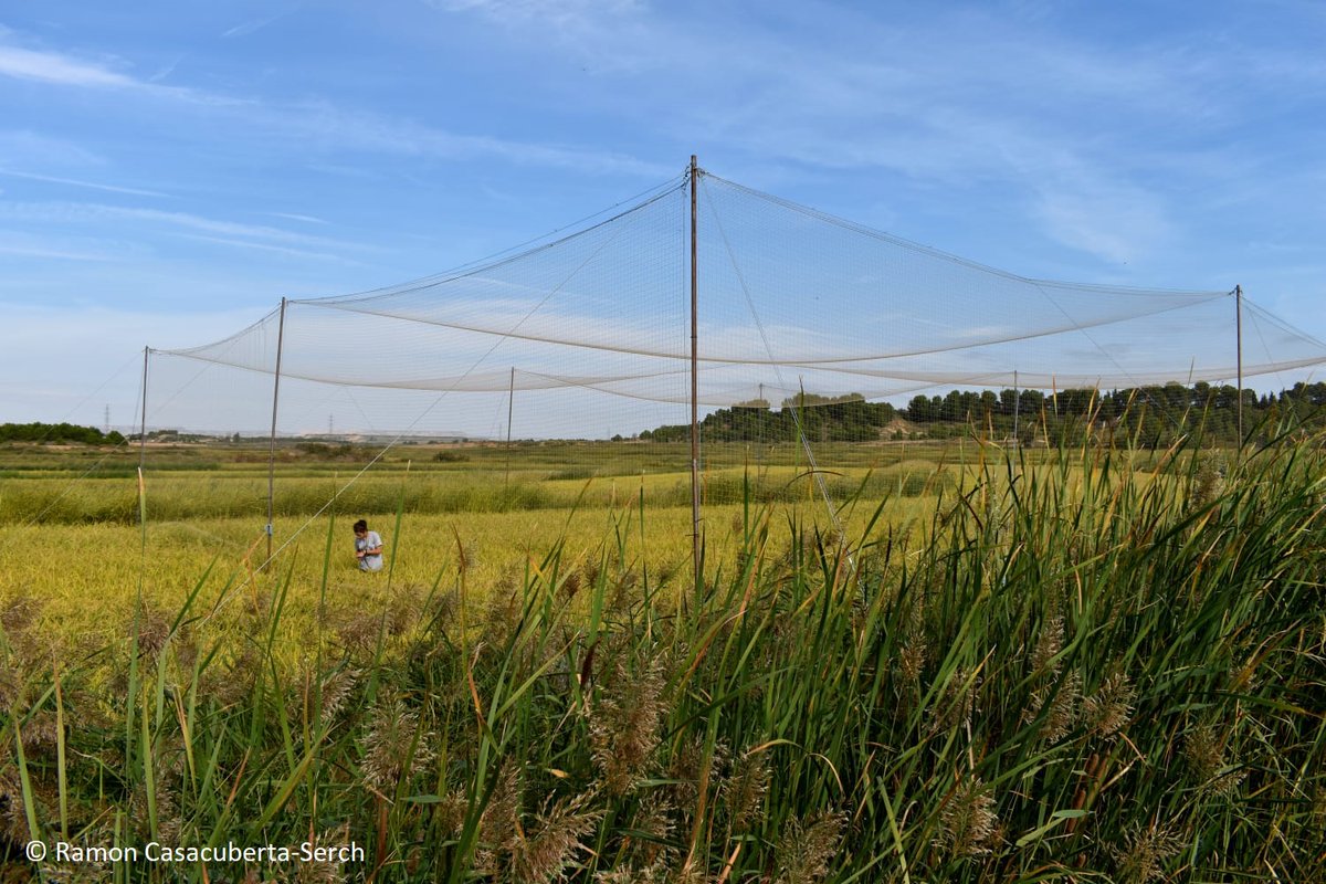 I'm very happy to share part of my PhD project on Merlin Tuttle's blog, and give a voice to #bats and their incredible ecosystem services in #rice fields of Spain 🦇🌾 merlintuttle.org/bats-aid-rice-… (I'm working hard to get our findings published soon!)