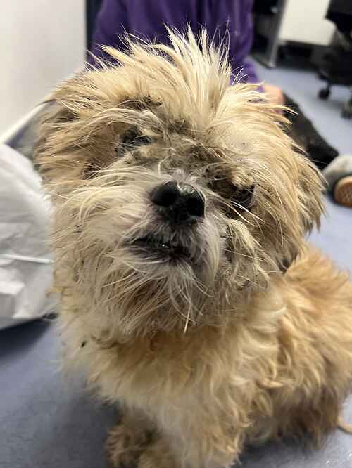AdoptionsUk's tweet photo. Please retweet to help Chino find a home #KENT #UK 

Poor Chino, a Shih Tzu aged 10 has been severely neglected. He is very sore and very sad and needs a special loving home. 

DETAILS or APPLY 👇
https://t.co/0A3A0wIa2D
☎️01732 865530

#dogs #Shih_Tzu #ShihTzu #pets https://t.co/vwjgbQHoJO