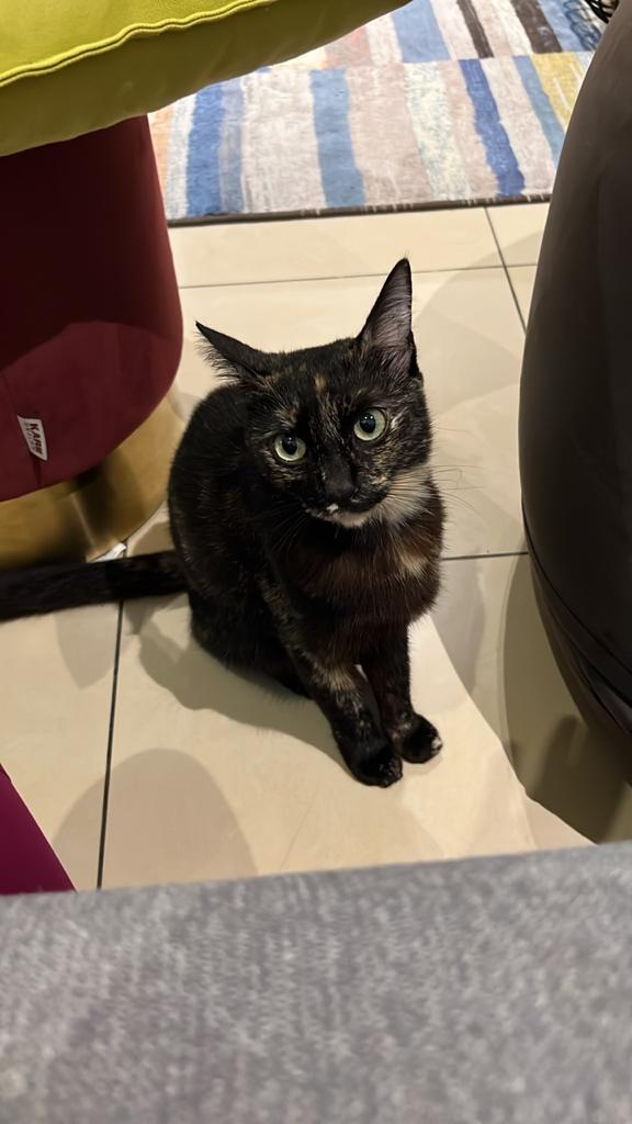 Find a home for Commie! She's a lovely and super well-behaved cat who will truly make a wonderful companion. Boleh literally netflix &amp; chill together. Very manja and affectionate too! Check out her petprofile for more info: petfinder.my/pets/123055/

RTs appreciated! Thank you 😺✨