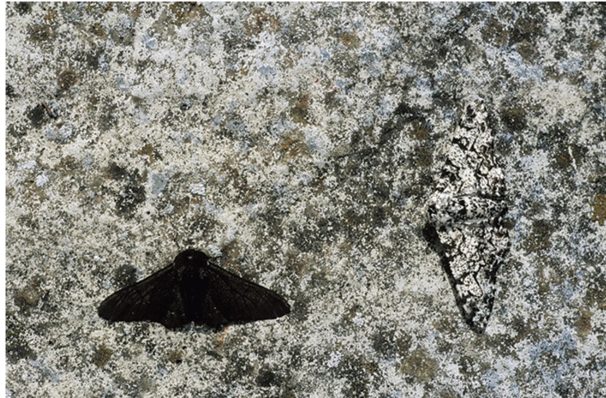 NeilIngram1's tweet photo. Another glimpse into the Oxford Biology Primer on Evolution, introduced the ASE conference 2023. Updating the peppered moth story. https://t.co/QXnTcDXZMz.
See us at the ASE Friday January 6, 16:30 Owen 1028 Lecture Theatre.
#chatbiology #ASEChat #ASEConference2023 https://t.co/kPWP5XQJjK