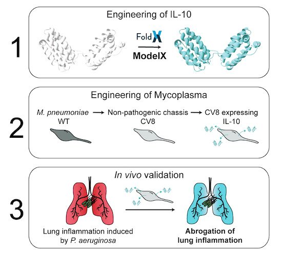 Computer-designed single-chain IL-10 molecules expressed in the mouse lung by an engineered attenuated bacterium have an anti-inflammatory effect on Pseudomonas aeruginosa lung infection ➡️ bit.ly/3GiCAQz 
<a href="/lab_serrano/">serranoLab</a> <a href="/CRGenomica/">Centre for Genomic Regulation (CRG)</a> #proteinengineering #immunomodulation