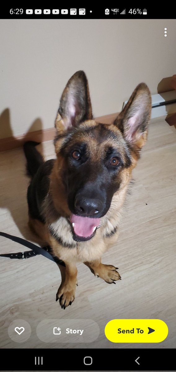 Muddypaws110's tweet image. 