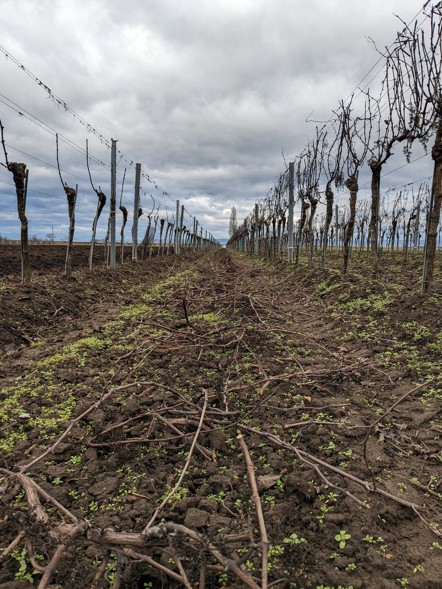 WeinHaider's tweet photo. Rebschnitt bei bewölkten 10 Grad + ✂️

#rebschnitt #zweigelt #illmitz
#nationalparkneusiedlersee
#weinhaider #neusiedlerseedac #weinbau #austrianwine #wein #winzer #weingut #wine #weinliebe #winelover #weinliebhaber #instawine #weinprobe  #burgenland https://t.co/BdWP7QgylD