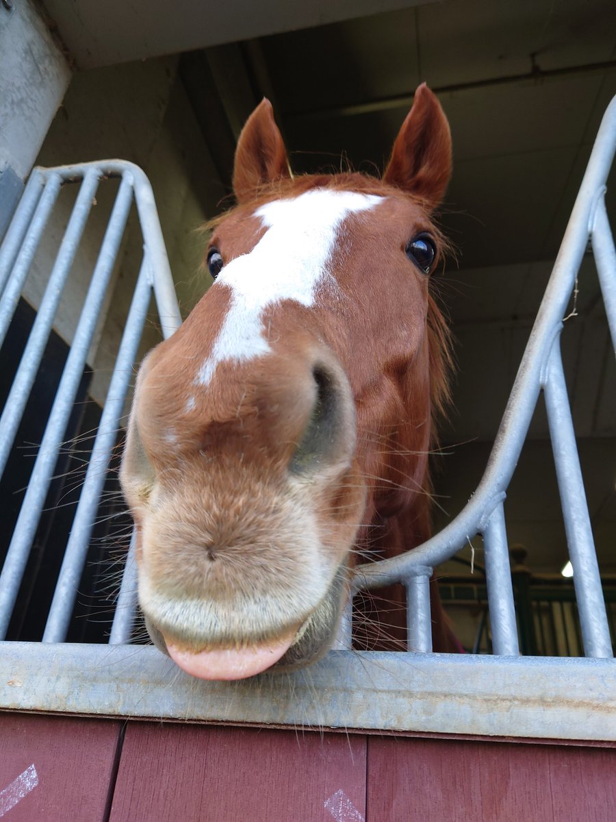 こんばんウマ🐴
みなさま!たくさんのリプライ、
ありがとうござい馬すっ❗

フンフン、いろんな食べ方好みがあるウマね〜😌
混ぜるっていうやり方👍やってみるウマよ。

皆様にお礼の鼻チュ💛を差し上げます!

寒くなったので、栄養しっかり摂って元気でね!

#テリトーリアル 
#ありがとう  