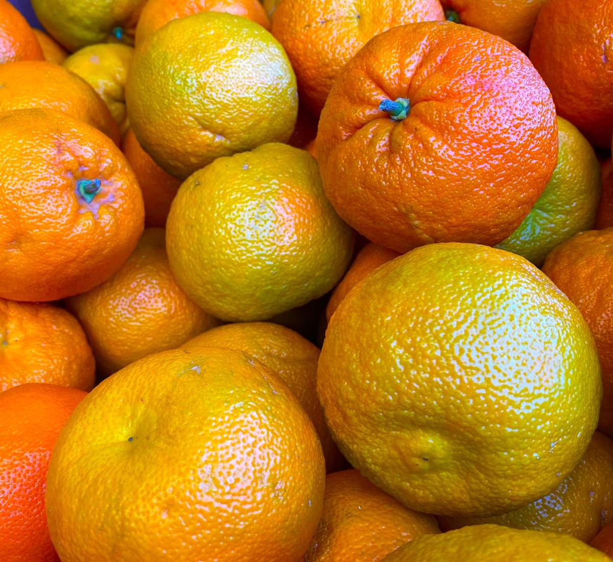🍊🍊 It's Seville Orange Season!! 🍊🍊

If you an avid Marmalade maker, then get your hands on them at our Market Gate Deli in Market Deeping and Old Bakehouse Deli in Bourne, this weekend! 

🍊 The season for Seville Oranges is short so don't delay! 🍊

#sevilleoranges