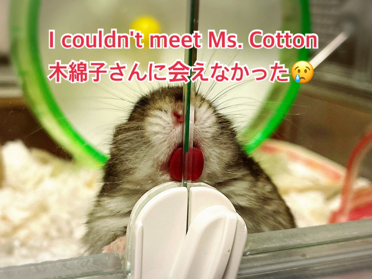 hlUutqn1jmsFbvW's tweet photo. I couldn't meet Ms. Cotton 木綿子さんに会えなかった😢#栗男くん🌰 #Chestnut♂#木綿子さん👩‍🦳 #MsCo... https://t.co/DZFebc2wBA @YouTubeより https://t.co/YVqxa1RZNV