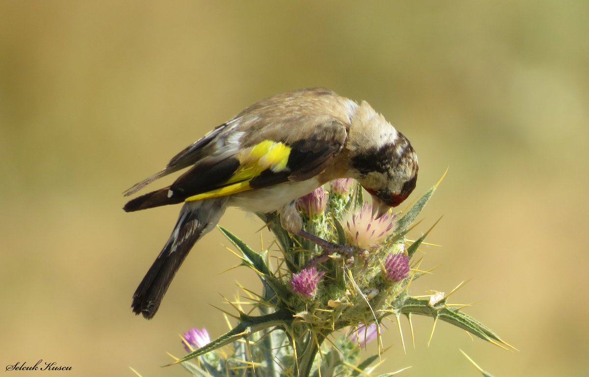 Bir de beslenme karesi gelsin... #haftanınkuşu #saka #cardueliscarduelis #selcuk_kuscu_birds #canonsx540hs