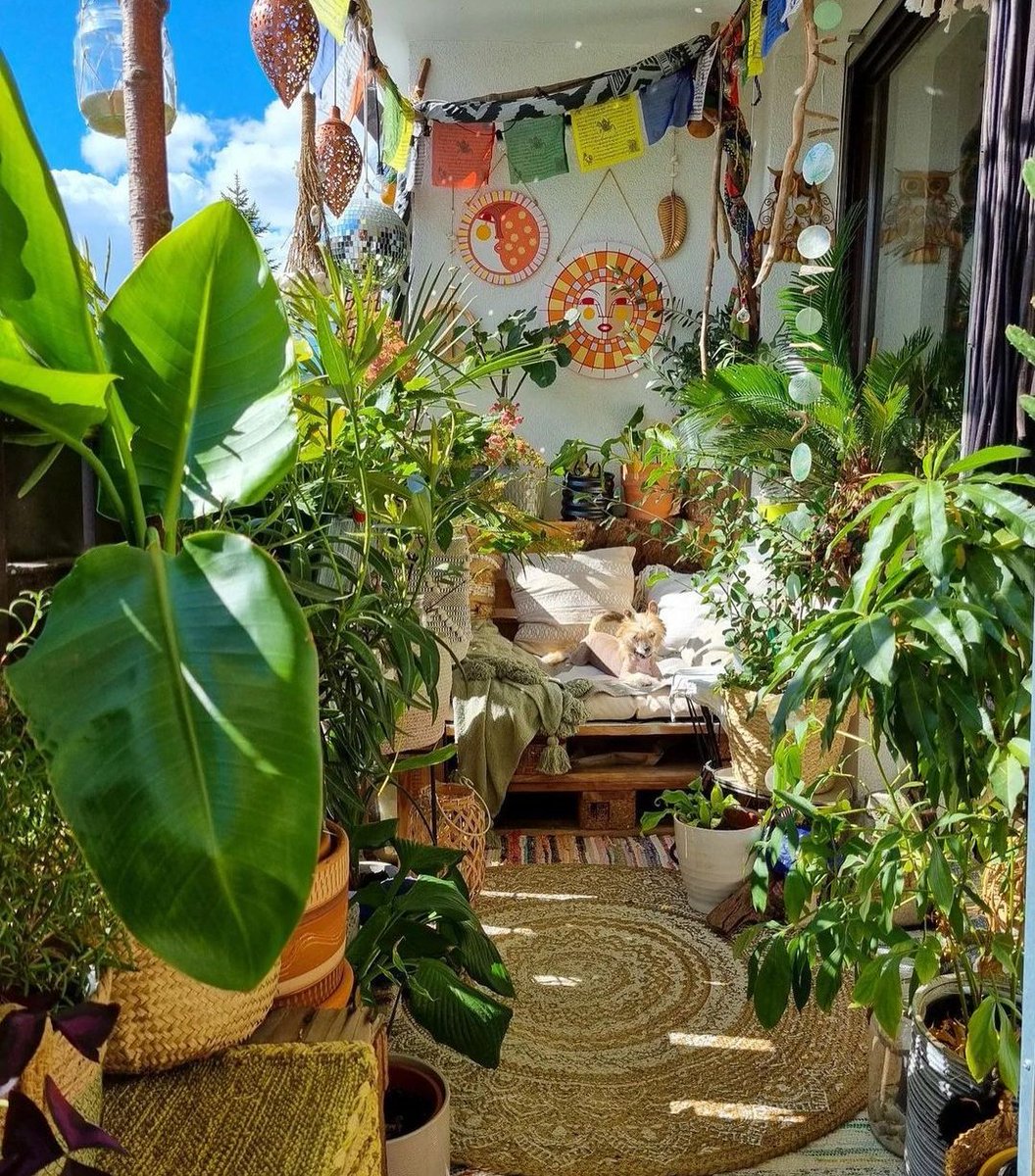HobbyistPlant's tweet photo. A sunny reading spot 🌿 https://t.co/DvOrxMAZYk