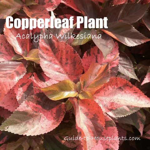 saudi_meem's tweet image. تحتاج #الأكاليفيا  #Acalypha  شبه ظل .!