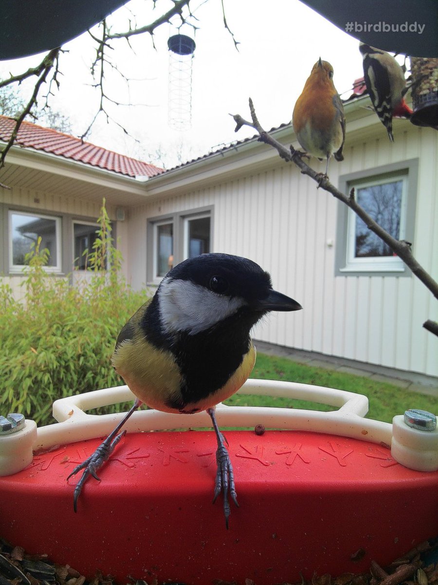 MrSnille's tweet photo. Here we wait in line... :) 🎉#birdbuddy https://t.co/TPt7UWmZU4