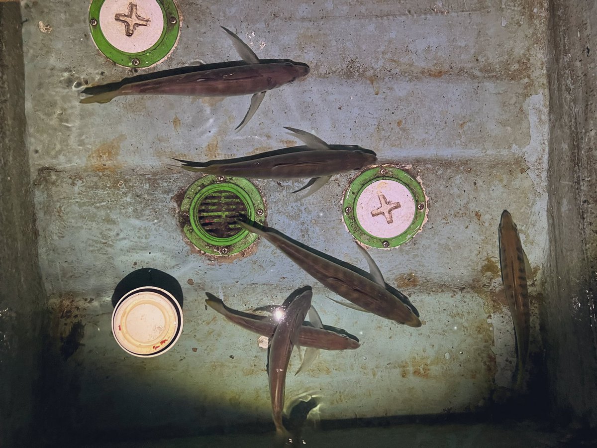 fishing_tii's tweet photo. ライトゲーム全般に。
DAIWA / 22EXIST LT2000S-H
#釣り
#海釣り
#ライトゲーム
#アジング
#メバリング
#ロックフィッシュ
#バスフィッシング
#DAIWA
#22イグジスト
#22EXISTLT2000SH https://t.co/3LM57I98WR