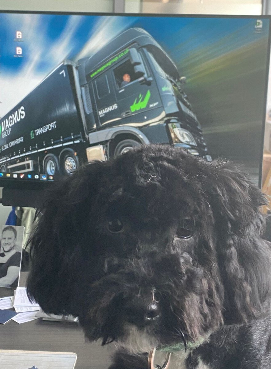 A very special shout-out to our Magnus office dogs.

They all play an important role, including playing with the Magnus merch, keeping watch of our yard and helping with office admin.

#logistics #transport #officedogs