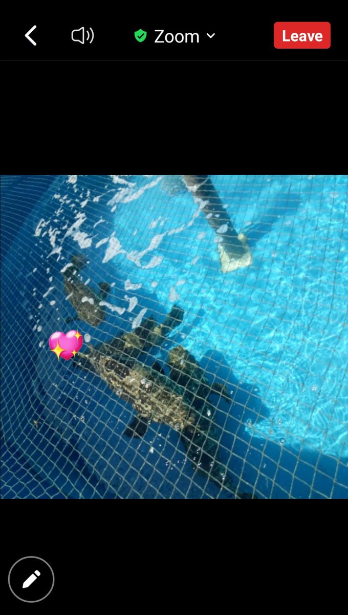 MarineCulture's tweet image. 05 JAN 2023
#ICSGRTC

Rapat Perencanaan Produksi dan Pemasaran serta Evaluasi, Tahun 2023

Species;
1.Epinephelus spp,
2.Chanos-Chanos,
3.Lates calcarifer (Australian),
4.Lutjanus malabaricus.

Market;
1. Globe.

Standardized;
1. Good Hatchery Practice
2. Good Quarantine Practice