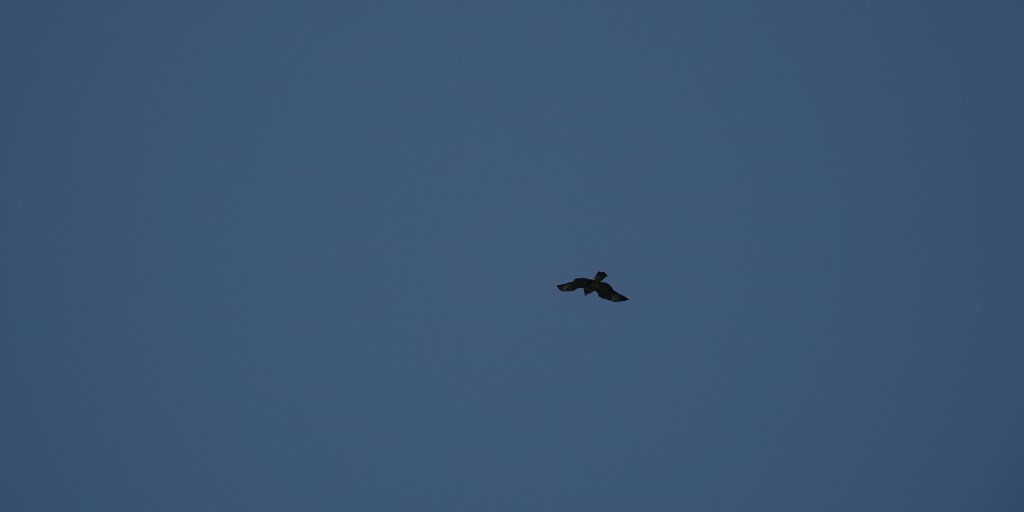 Today is #birdday and even though our sensors digitally monitor insects, birds can also benefit from high insect activity - larger food supply. Using our insect #biodiversity index we hope to give insights into how an ecosystem is doing overall #weseeinsects