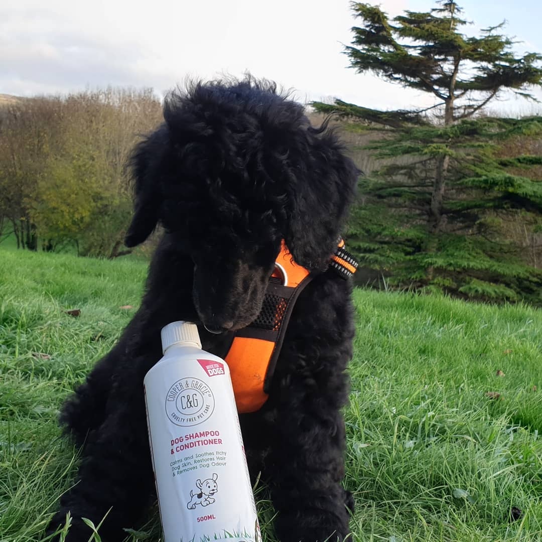 CooperAndGracie's tweet photo. @rex.and.his.muddy.adventures https://t.co/FZPMbW9H8H