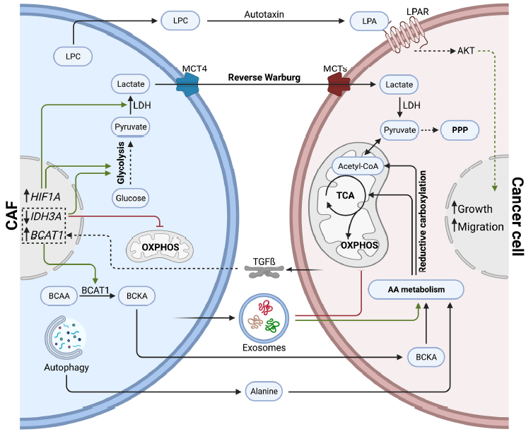 Cancers MDPI (@cancers_mdpi) on Twitter photo 🔬New #article published in Cancers highlights in detail most recent CAF subtypes in pancreatic cancer and investigates the metabolic crosstalk between CAFs and cancer cells #PancSM✔
Find the full paper here👉 mdpi.com/2072-6694/15/1…
🧐by Raphaël Peiffer et al. <a href="/UniversiteLiege/">Université de Liège</a> 🔬New #article published in Cancers highlights in detail most recent CAF subtypes in pancreatic cancer and investigates the metabolic crosstalk between CAFs and cancer cells #PancSM✔
Find the full paper here👉 mdpi.com/2072-6694/15/1…
🧐by Raphaël Peiffer et al. <a href="/UniversiteLiege/">Université de Liège</a>