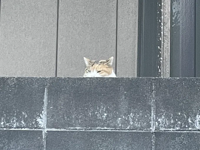 初詣の人混みを眺める猫 