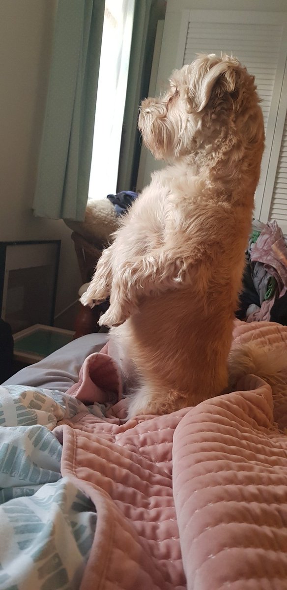 Bellaandfreya's tweet photo. @TedNTodd Gotta keep an eye out fur intruders pal! #nosyneighbours #pawtect #meerkatdog https://t.co/5HJSOfcNot
