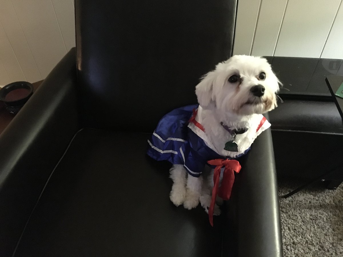 vbmg152's tweet photo. @mattgaetz My dog is very patriotic. She loves red white and blue dresses and she thinks she’s a sailor like her daddy who served 23 years in the US Navy. Pearl for Speaker! https://t.co/slvKmSRqsB