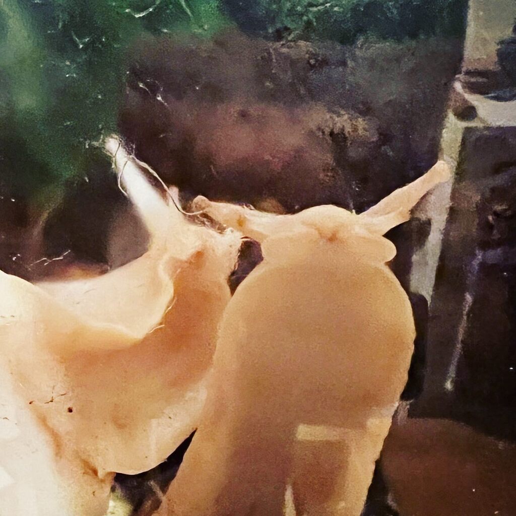 SweetGiantSnails tweet media