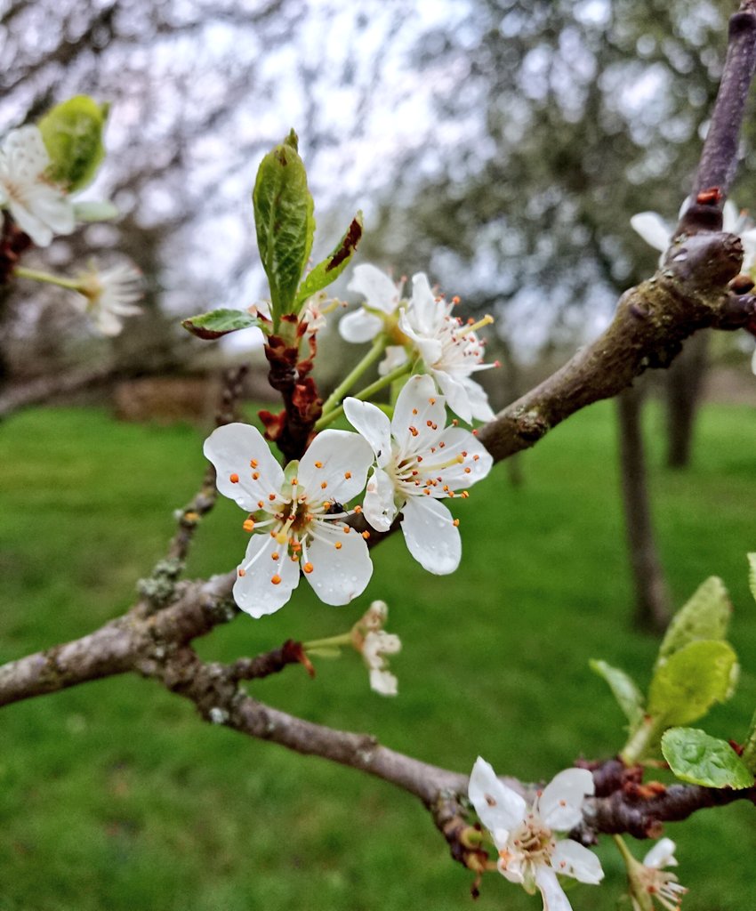 sleguilFR's tweet photo. On parle beaucoup des stations de ski sans neige en ce moment. Mais qui pense à l'impact des températures trop douces de cet hiver sur notre alimentation, et notamment les fruits qu'on mange au printemps et en été ? 🍎🍐🍑 Fil (ça risque d'être long !) 1/n https://t.co/tNcBBRtA0R