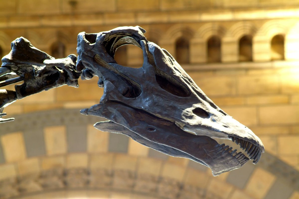 ace_midlands's tweet photo. Something BIG is coming to Coventry...

On Mon 20 Feb, Dippy the Diplodocus stomps into @The_Herbert from @NHM_London and is set to remain as dino-in-residence for three years! 
Here's what to expect when the Jurassic giant comes to town: https://t.co/y4mHCGyNUb

#DippyInCoventry https://t.co/7iXuy1qxup